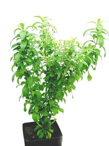 Stevia Pflanze im Topf